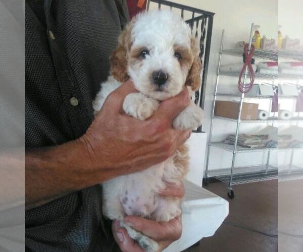 Medium Photo #5 Cavapoo Puppy For Sale in GORDONVILLE, PA, USA