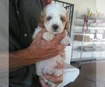Small #4 Cavapoo