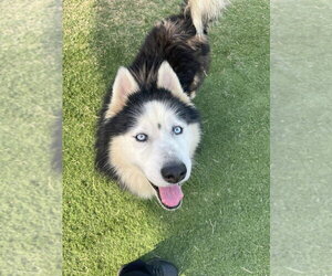 Siberian Husky Dogs for adoption in garner, NC, USA