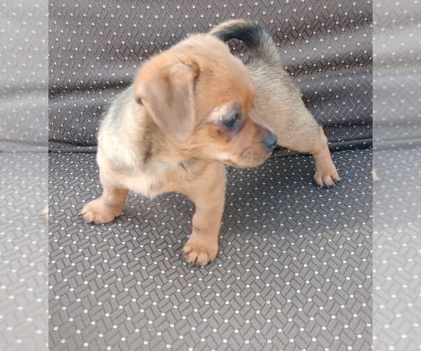 Medium Photo #7 Chorkie Puppy For Sale in DAYTON, OH, USA