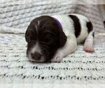 Puppy Puppy 10 Brittany