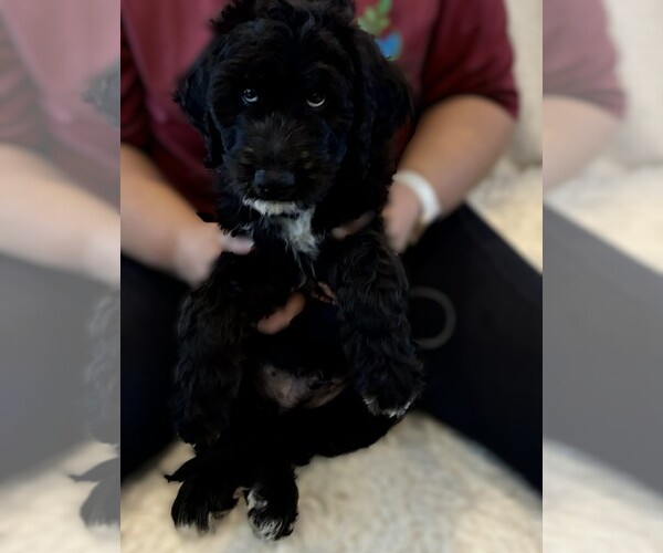 Medium Photo #7 Goldendoodle Puppy For Sale in FORT LAUDERDALE, FL, USA