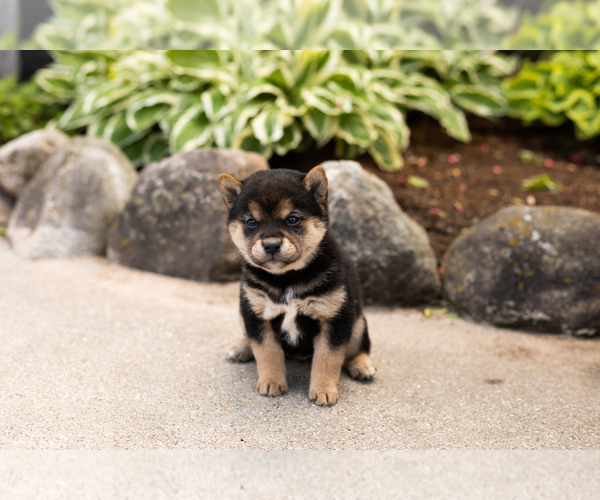 Medium Photo #2 Shiba Inu Puppy For Sale in MILLERSBURG, IN, USA