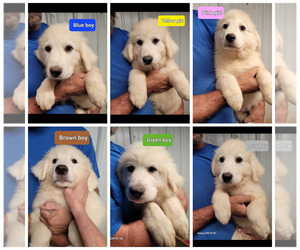 Great Pyrenees Puppy for sale in SCOTTSVILLE, KY, USA