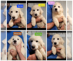 Image preview for Ad Listing. Nickname: AKC Great Pyrs