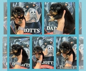 Rottweiler Dog for Adoption in ARCADIA, Florida USA