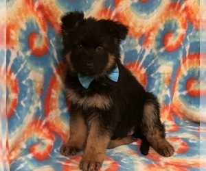 German Shepherd Dog Puppy for sale in LANCASTER, PA, USA