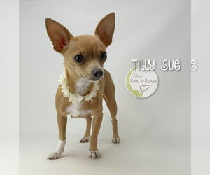 Chihuahua Dogs for adoption in Benton, LA, USA