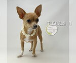 Small Chihuahua