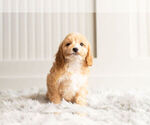 Small #4 Cockapoo