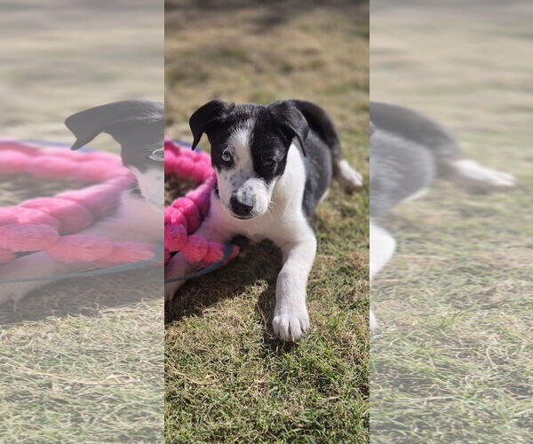 Medium Photo #2 Border Collie Puppy For Sale in Rosenberg, TX, USA
