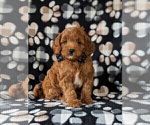 Cavapoo Puppy for sale in NEW PROVIDENCE, PA, USA