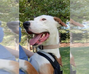 London - Female Bull Terrier-Labrador Retriever Mix Dog for Adoption - Photo #3