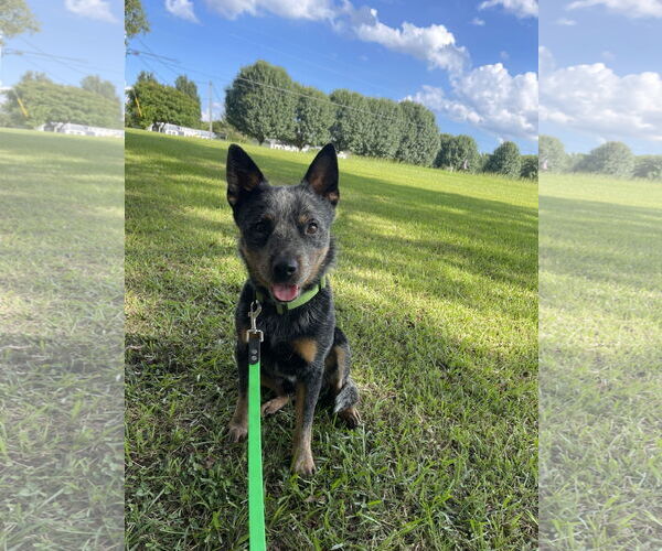 Medium Photo #3 Mutt Puppy For Sale in Garden City, NY, USA