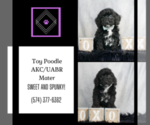 Small #7 Poodle (Toy)