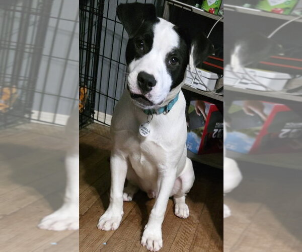 Medium Photo #4 Mutt Puppy For Sale in Boston, MA, USA