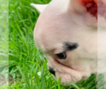 Small Photo #11 French Bulldog Puppy For Sale in MEDFORD, OR, USA