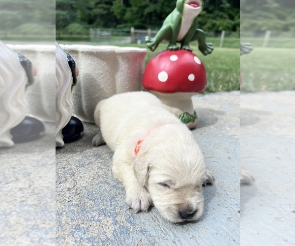 Medium Photo #10 Golden Retriever Puppy For Sale in NEOLA, WV, USA