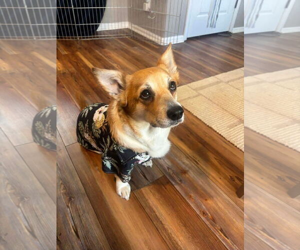 Medium Photo #3 Mutt Puppy For Sale in Denver , CO, USA