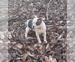 Small Photo #2 Boston Terrier Puppy For Sale in NEWBURY, MA, USA