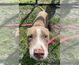 American Staffordshire Terrier-Unknown Mix Dogs for adoption in San Antonio, TX, USA
