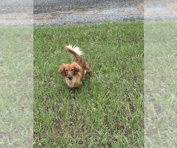 Medium Photo #1 Dachshund Puppy For Sale in LANE, OK, USA