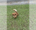Small Photo #1 Dachshund Puppy For Sale in LANE, OK, USA
