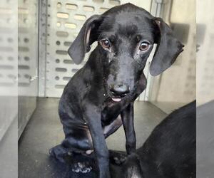 Labrador Retriever-Unknown Mix Dogs for adoption in San Antonio, TX, USA