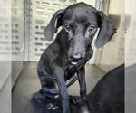Small Labrador Retriever Mix