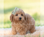 Small #1 Goldendoodle (Miniature)