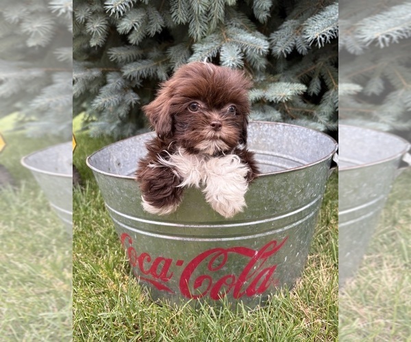 Medium Photo #3 Shih Tzu Puppy For Sale in MIDDLEBURY, IN, USA