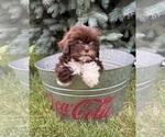 Small #2 Shih Tzu