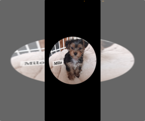 Yorkshire Terrier Puppy for sale in MANCHESTER, IA, USA