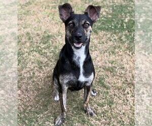 Randy - Male Mutt Dog for Adoption - Photo #2