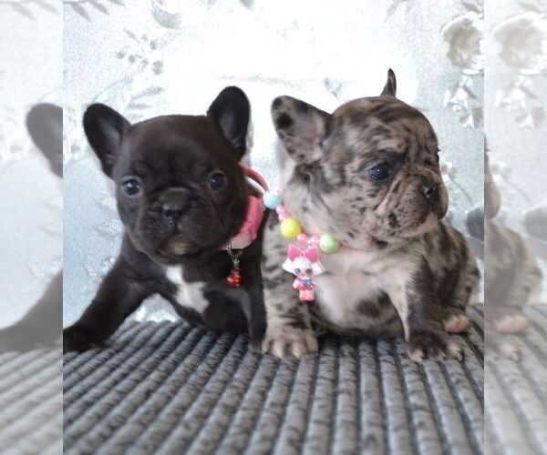 Medium Photo #2 French Bulldog Puppy For Sale in Mariupol, Donetsk, Ukraine