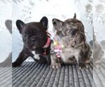 Small Photo #2 French Bulldog Puppy For Sale in Mariupol, Donetsk, Ukraine