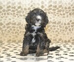 Small #3 Miniature Bernedoodle