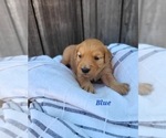 Small Photo #11 Golden Retriever Puppy For Sale in GRIDLEY, KS, USA