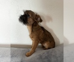 Small Photo #4 Brussels Griffon Puppy For Sale in SAGINAW, MI, USA