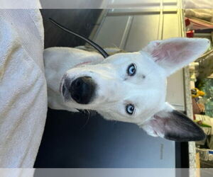 Mollie - Female Siberian Husky-Unknown Mix Dog for Adoption - Photo #5