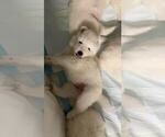 Puppy Puppy 1 Samoyed