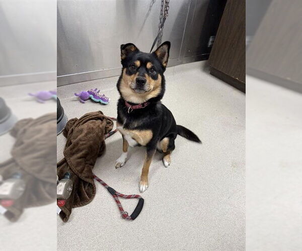 Medium Photo #1 Rottweiler-Siberian Husky Mix Puppy For Sale in Fairbanks, AK, USA