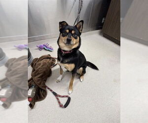 Rottweiler-Siberian Husky Mix Dogs for adoption in Fairbanks, AK, USA