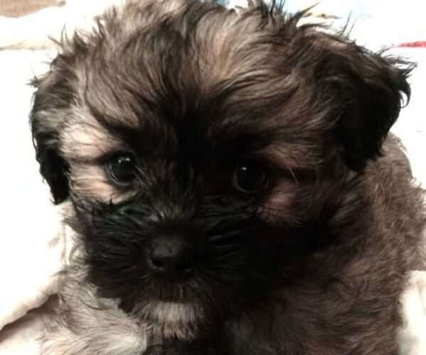 Medium Photo #1 Shorkie Tzu Puppy For Sale in LAWRENCEVILLE, GA, USA