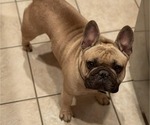 Small Photo #1 French Bulldog Puppy For Sale in SACRAMENTO, CA, USA