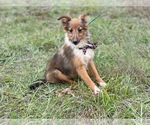 Small Photo #1 Shetland Sheepdog Puppy For Sale in LAKELAND, FL, USA