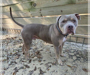 Huey - Male American Pit Bull Terrier-Unknown Mix Dog for Adoption - Photo #2