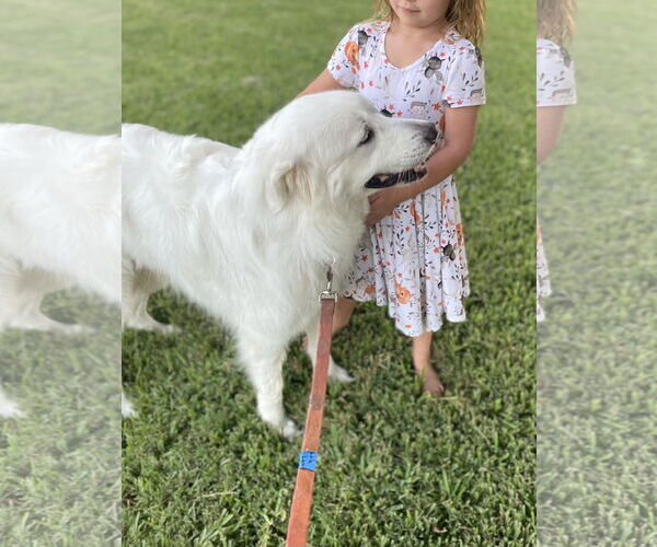 Medium Photo #7 Great Pyrenees Puppy For Sale in Dallas, TX, USA