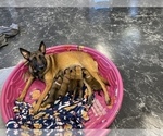 Small Photo #16 Belgian Malinois Puppy For Sale in REESEVILLE, WI, USA