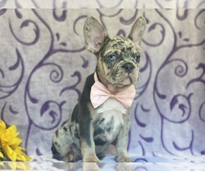 French Bulldog Puppy for sale in LANCASTER, PA, USA